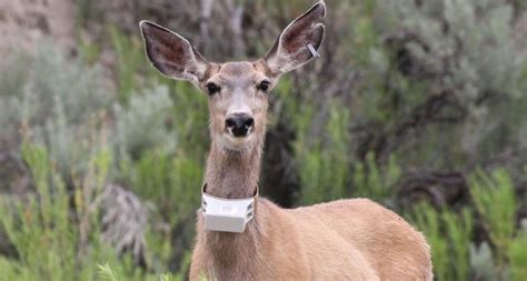 renny mackay wyoming|It seemed like all of a sudden the deer weren’t there .